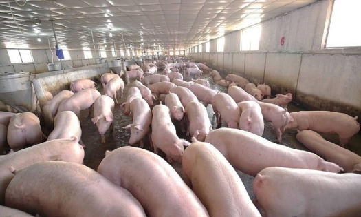 Giá heo hơi hôm nay 15/1: Miền Nam giảm nhẹ, khu vực khác đứng yên