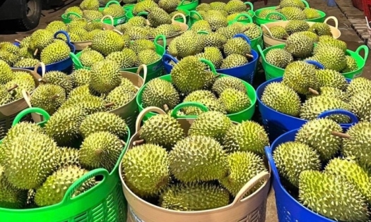 Thương lái ráo riết gom hàng đưa sang Trung Quốc, giá sầu riêng cao kỷ lục